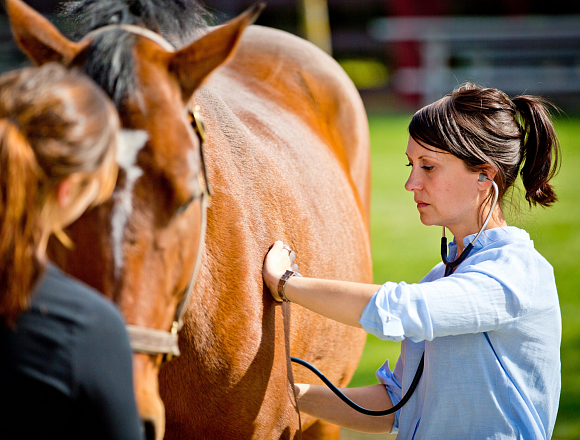 VETERINARY