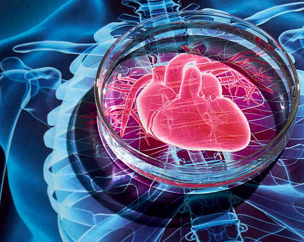 Окно возможности: российские учёные выяснили оптимальный для восстановления сердца возраст стволовых клеток